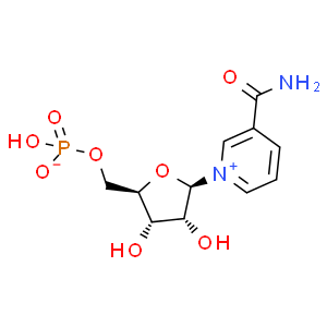 β-煙酰胺單核苷酸；NMN